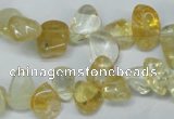 CCH312 15.5 inches 10*15mm citrine chips gemstone beads wholesale
