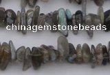 CCH646 15.5 inches 4*10mm - 6*14mm labradorite chips beads