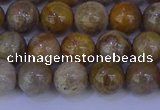 CFC202 15.5 inches 8mm round fossil coral beads wholesale