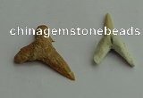 CGP541 15*25mm - 22*30mm shark teeth pendants wholesale