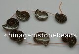 CMM05 15.5 inches 30*35mm - 35*40mm carved ammonite gemstone beads