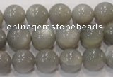 CMS307 15.5 inches 12mm round natural grey moonstone beads wholesale