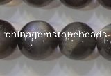 CMS861 15.5 inches 12mm round A grade natural black moonstone beads