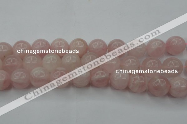 CRQ676 15.5 inches 16mm round rose quartz beads wholesale